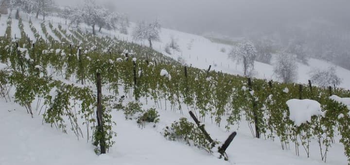 Ivanjica: Sneg oštetio malinjake