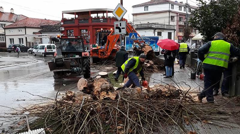 Seča stabala koja je izazvala pravu buru: Šta je istina?! (FOTO)