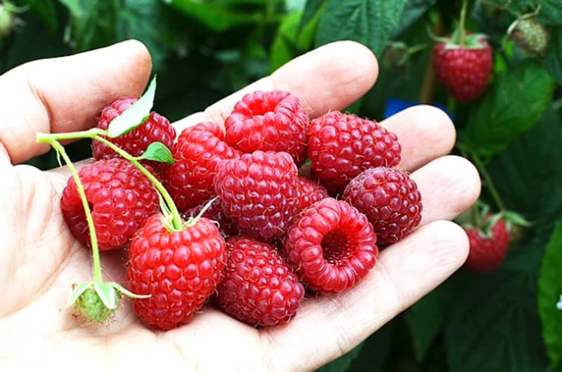 Malinari postigli dogovor sa Nedimovićem! Protest 1. marta ukoliko se ne održi obećanje!