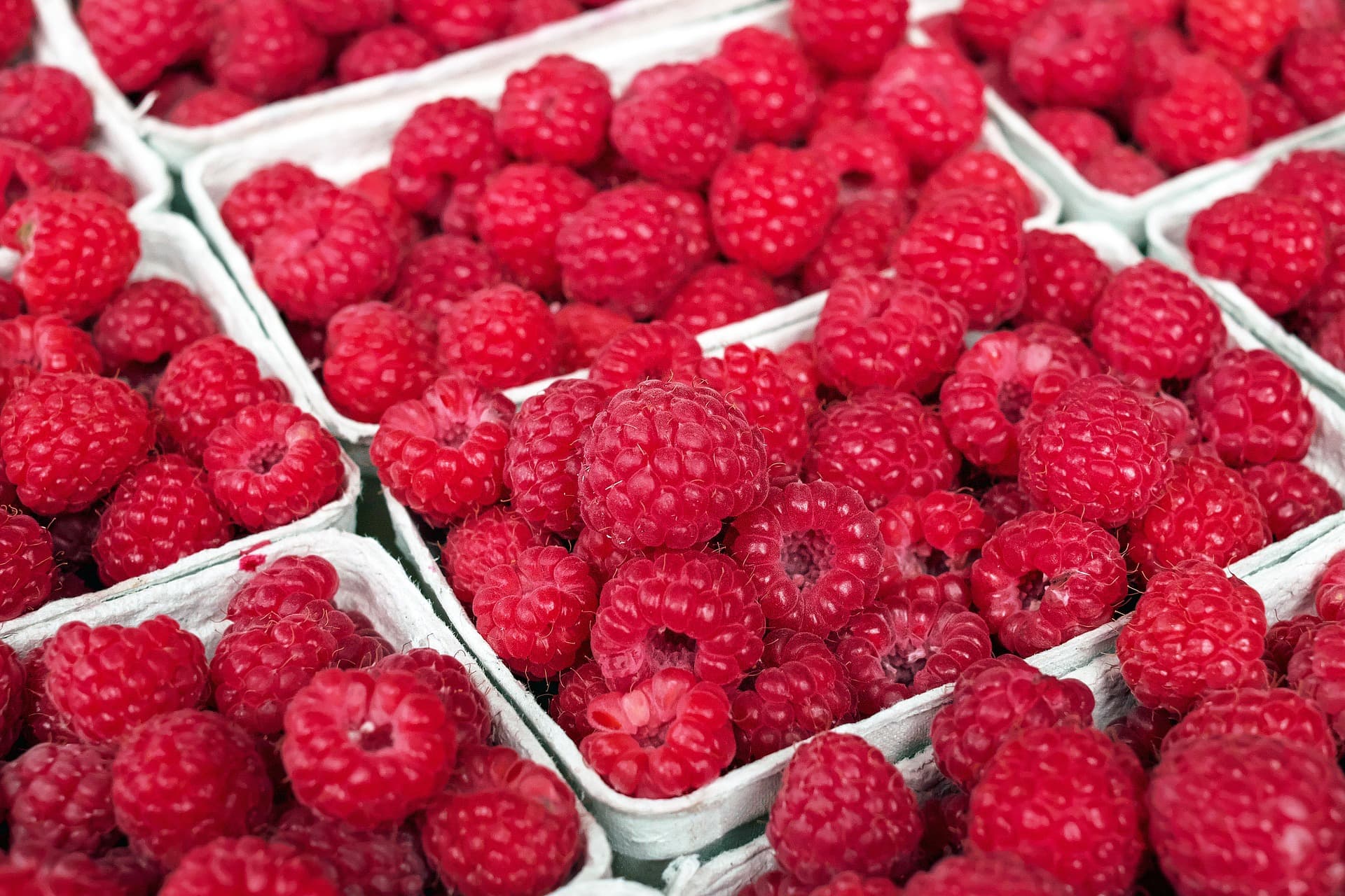 Berba malina od sledeće nedelje, početna cena 200 dinara