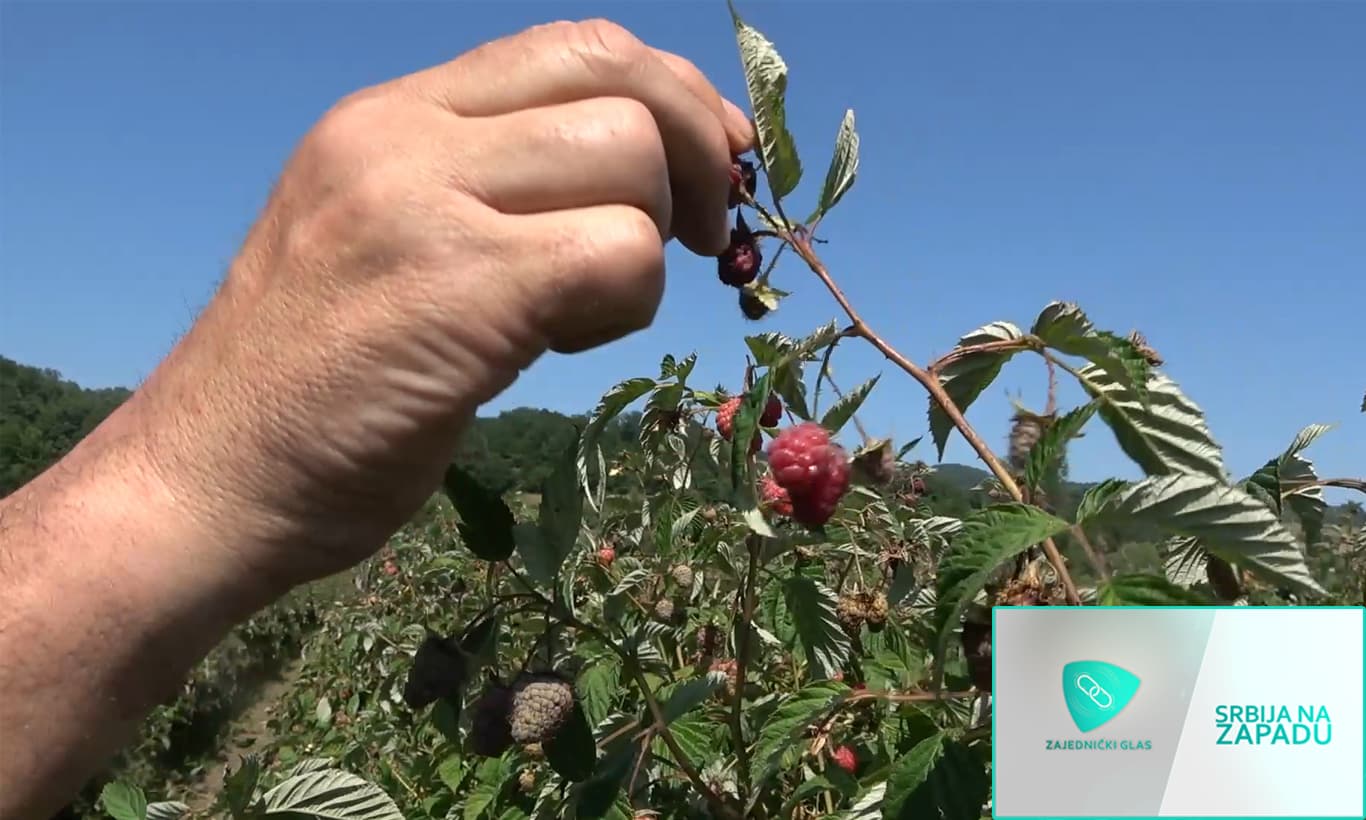 SRBIJA NA ZAPADU: Kuda ''ide'' srpska malina? (VIDEO)