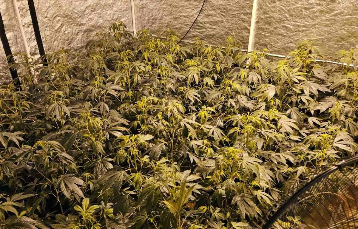 U okolini Čačka pronađena laboratorija za uzgoj marihuane