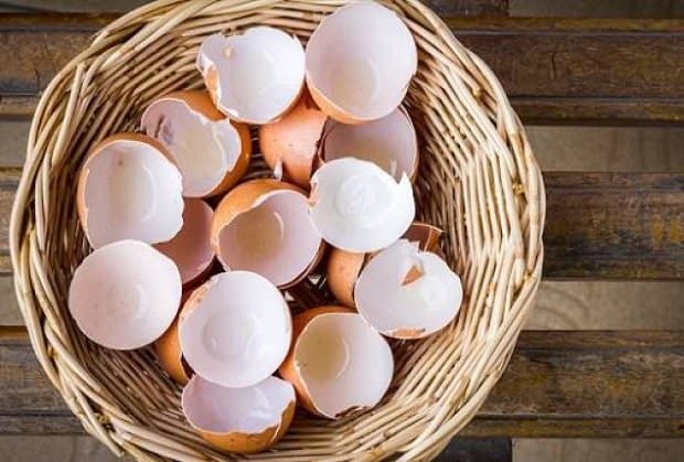 NE BACAJTE LJUSKE OD JAJA: Iskoristite ih u svojoj bašti ili kao lek i dodatak ishrani!
