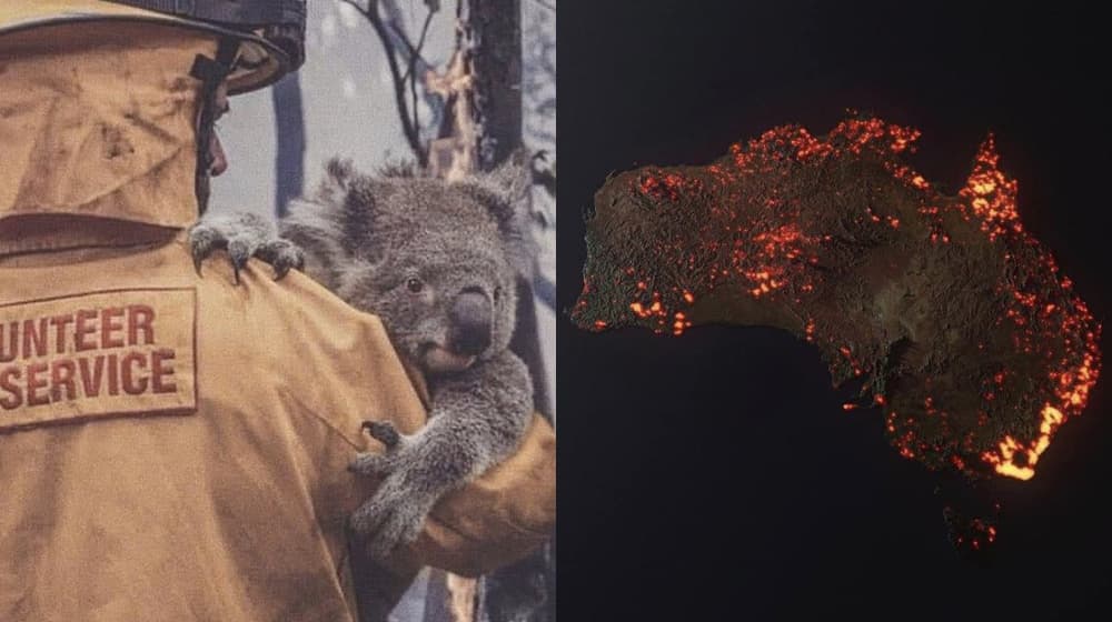 U požarima u Australiji stradalo 480 miliona životinja: Koale su najugroženije (FOTO)